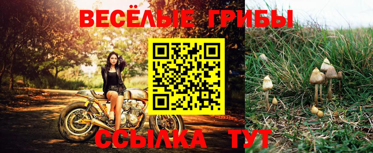 Псилоцибиновые грибы Psilocybine cubensis  Псилоцибиновые грибы прущие грибы  Рославль  Вход с VPN 